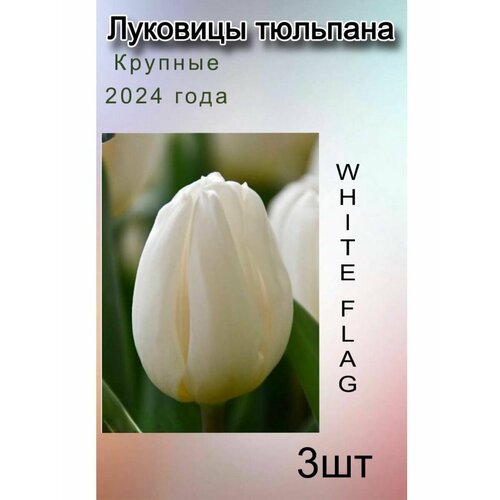 Луковицы Тюльпана White Flag ( 3 шт)