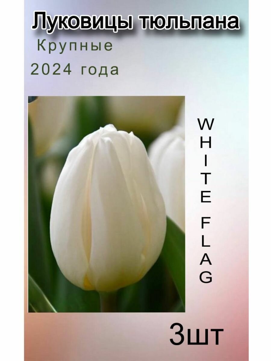 Луковицы Тюльпана White Flag ( 3 шт)