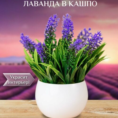 Лаванда мал 400₽