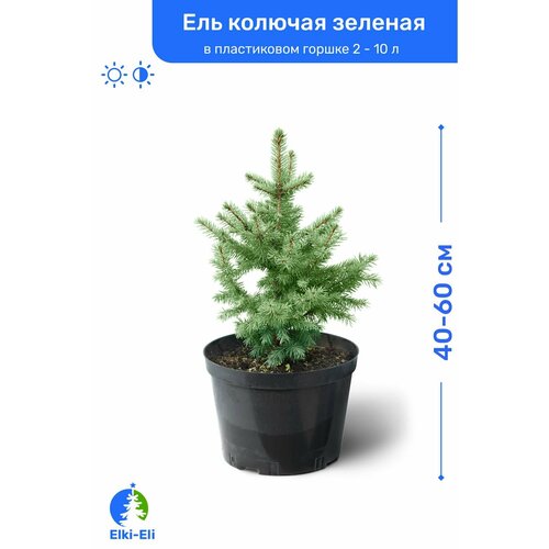 Ель колючая зелёная 40-60 см в пластиковом горшке 2-10 л, саженец, хвойное живое растение