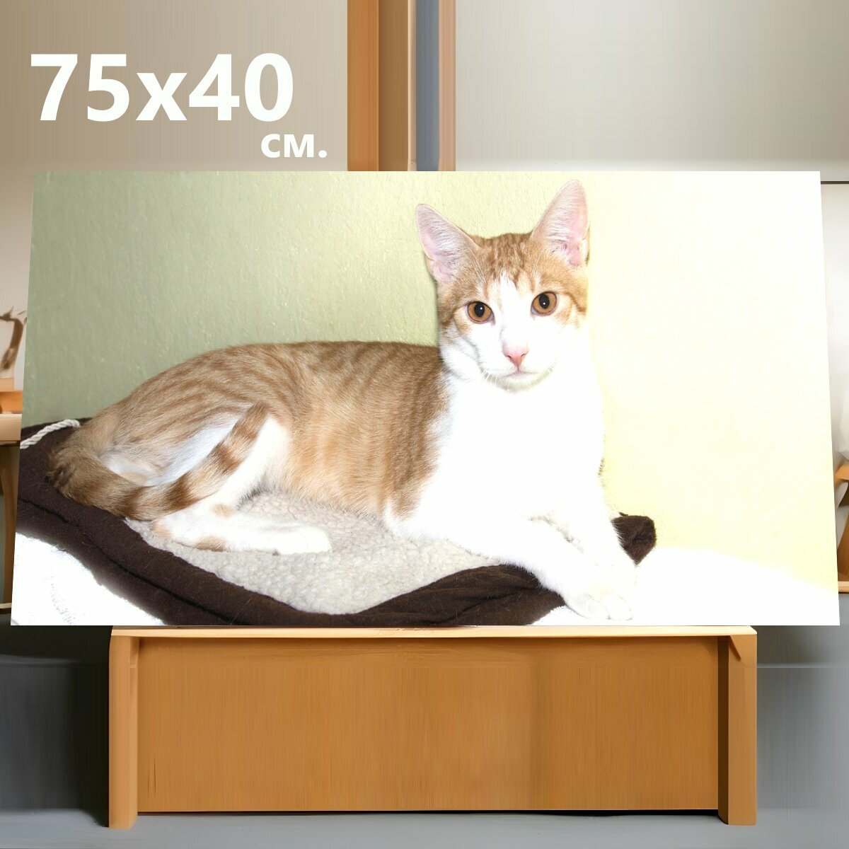 Картина на холсте "Кот, домашняя кошка, кошка породы" на подрамнике 75х40 см. для интерьера