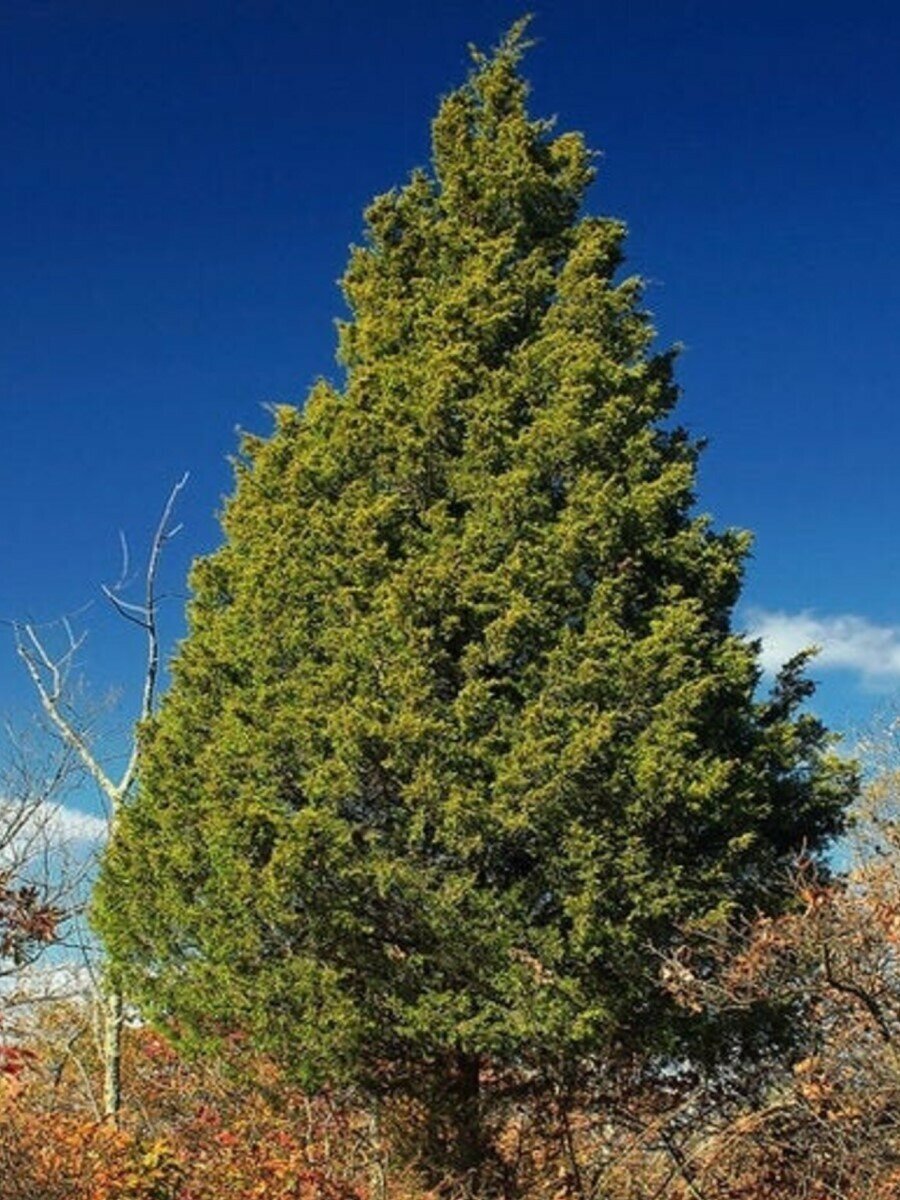 Семена Можжевельник виргинский (Juniperus virginiana), 60 штук