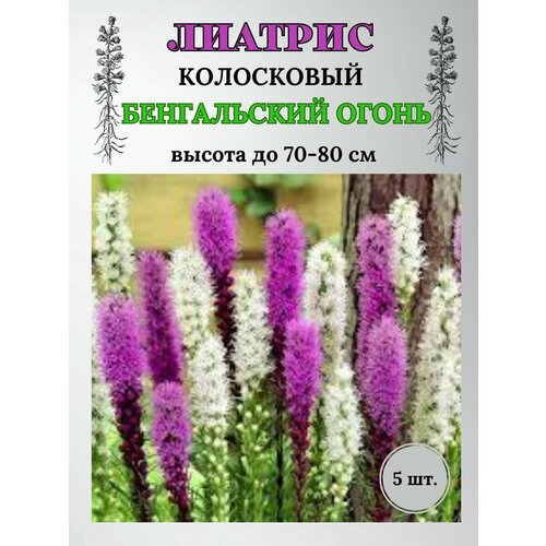 Лиатрис луковицы 5 шт.