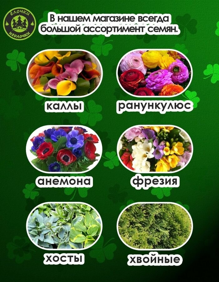 Изображение Пион Корневище, Салмон Глори, 1шт