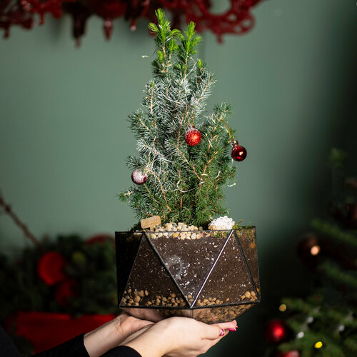 Ель канадская Коника в стеклянном флорариуме 40 см