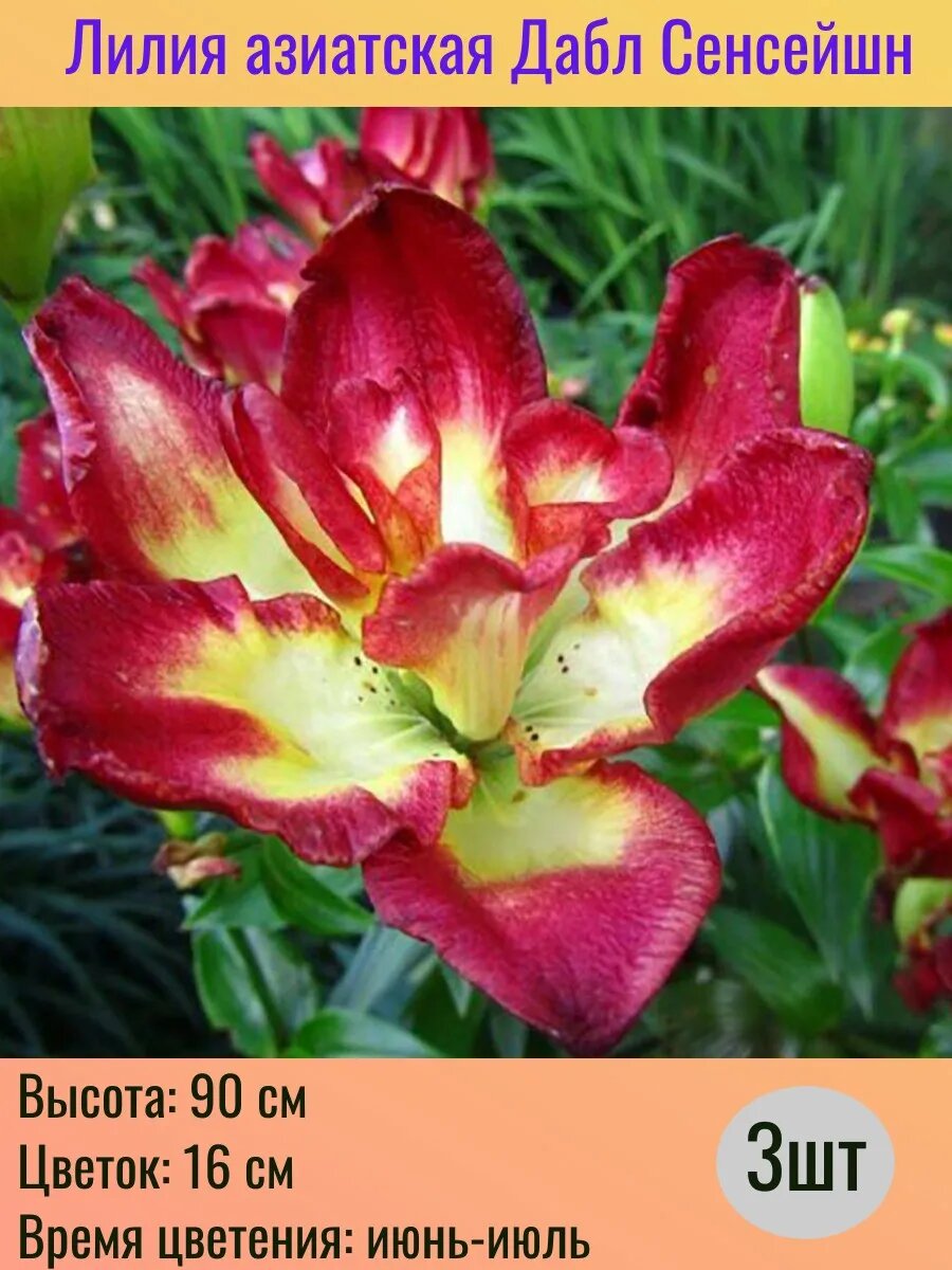 Лилия азиатская луковицы 3 штуки