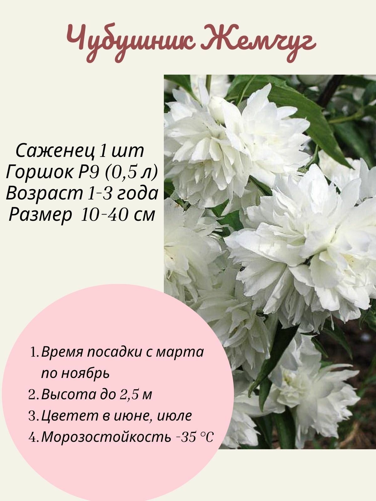 Чубушник (жасмин) Жемчуг 1 шт саженец в горшке Р9