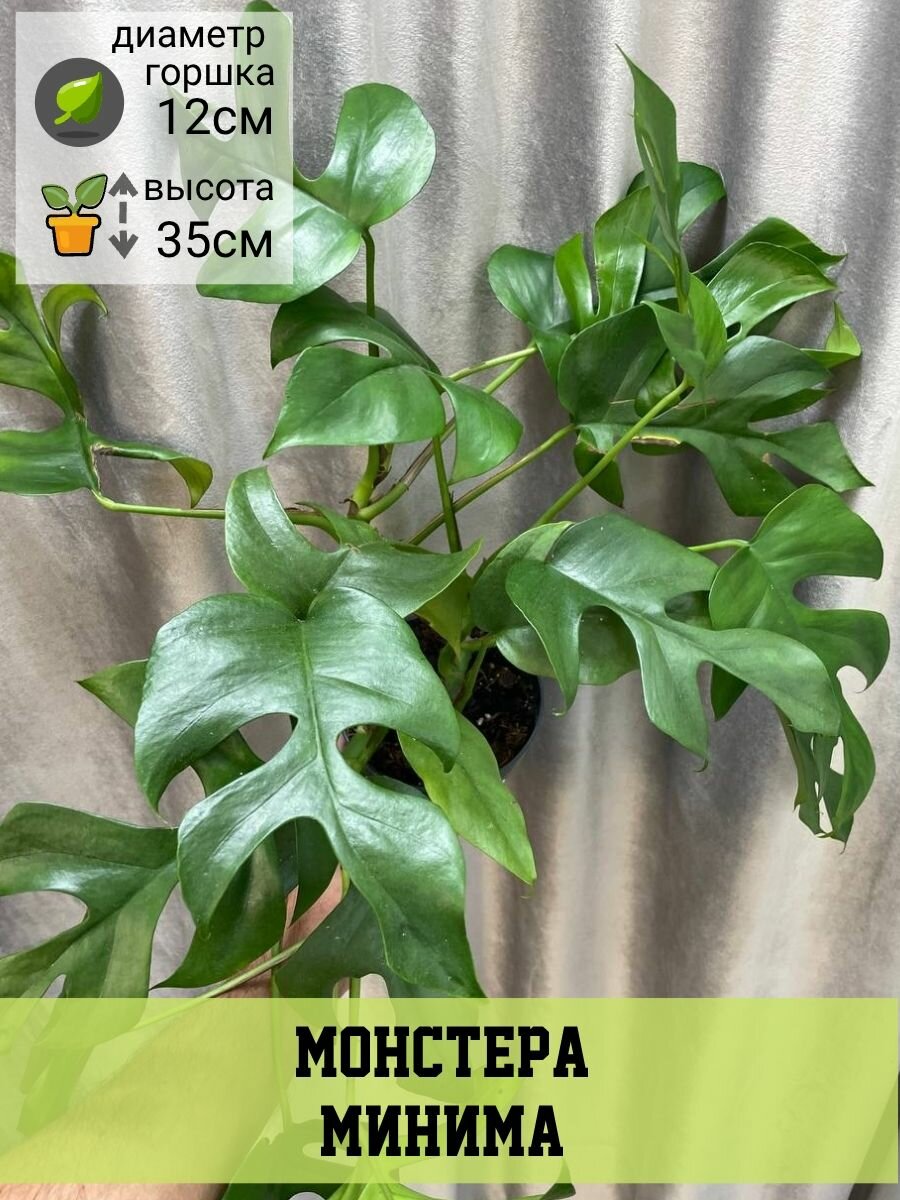 Монстера Минима D12см H35см 1шт Нидерланды (9539)