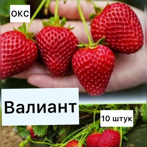 Клубника валиант ремонтантная. 10 штук