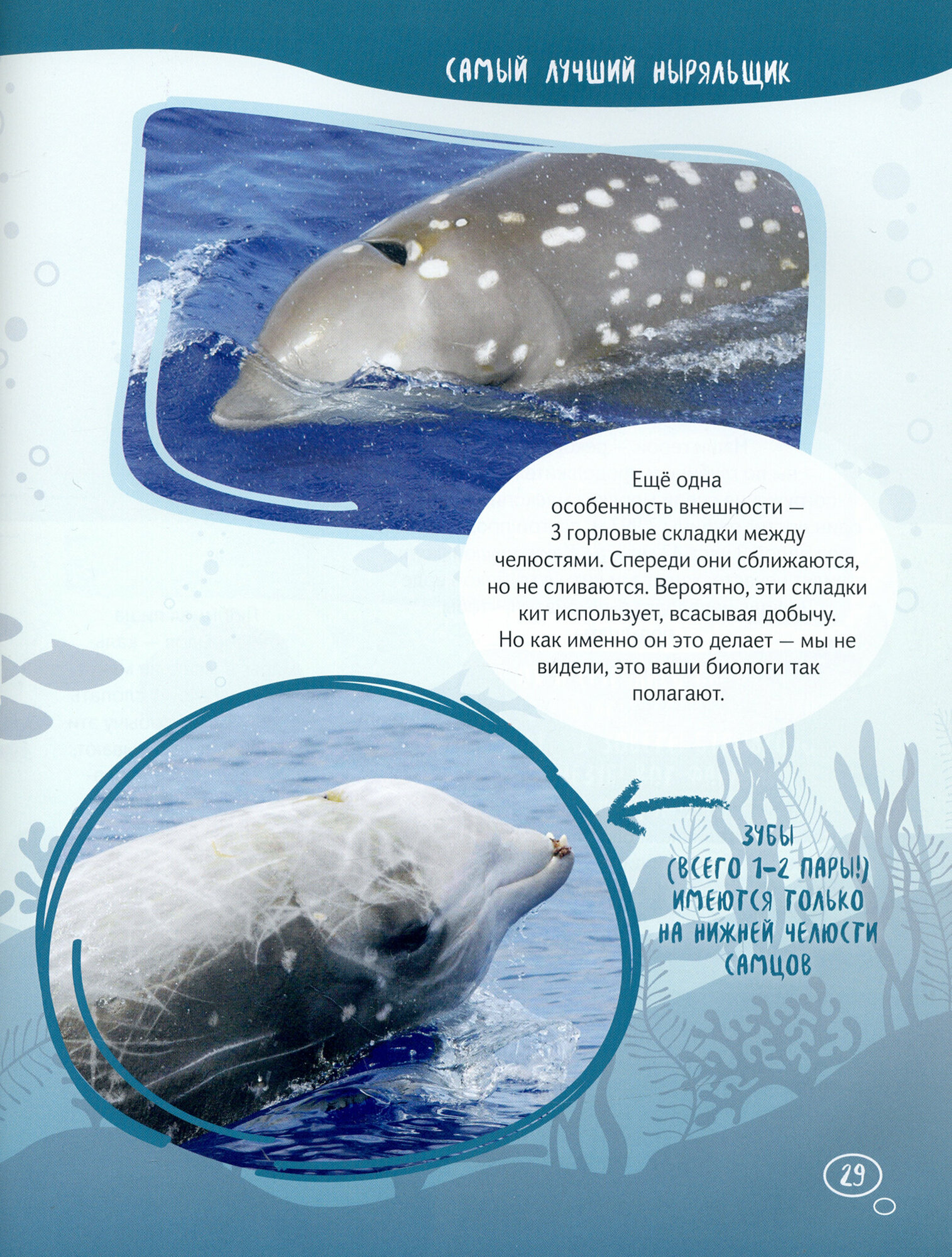 Клюворыл и другие киты (Егорова София Евгеньевна) - фото №2