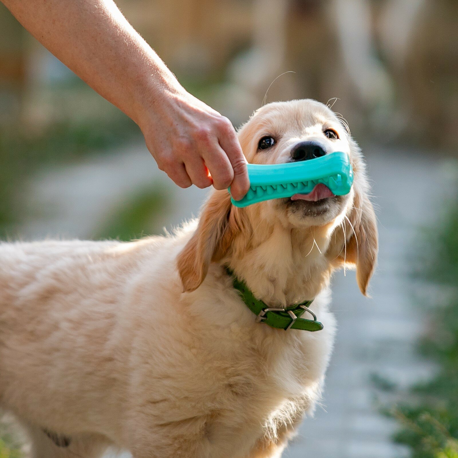 Игрушка-зубочистка для собак Пижон premium зубастик, 12х3,8 см, мятная - фотография № 7