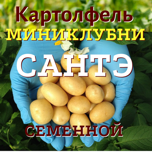 Картофель семенной миниклубни высшая категория сорт сантэ селекционный семенной картофель мини клубни аризона из лаборатории 10 шт