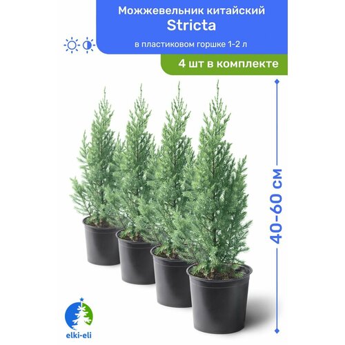 Можжевельник китайский Stricta (Стрикта) 40-60 см в пластиковом горшке 1,5-3 л, саженец, хвойное живое растение, комплект из 4 шт можжевельник китайский stricta стрикта 40 60 см в пластиковом горшке 1 5 3 л саженец хвойное живое растение