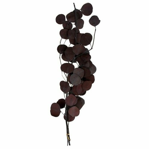 Сухоцвет персикого дерева 50 гр длина 70 см цвет фиолетовый 1910₽