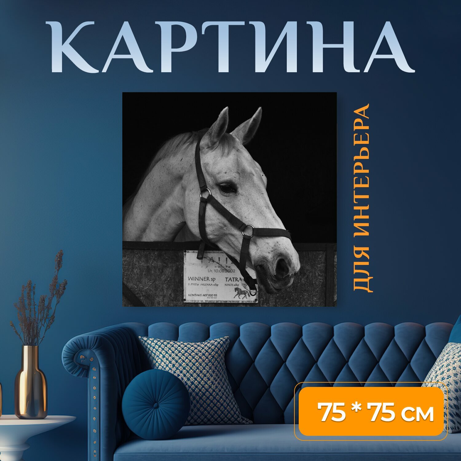Картина на холсте "Лошадь, стабильный, голова" на подрамнике 75х75 см. для интерьера
