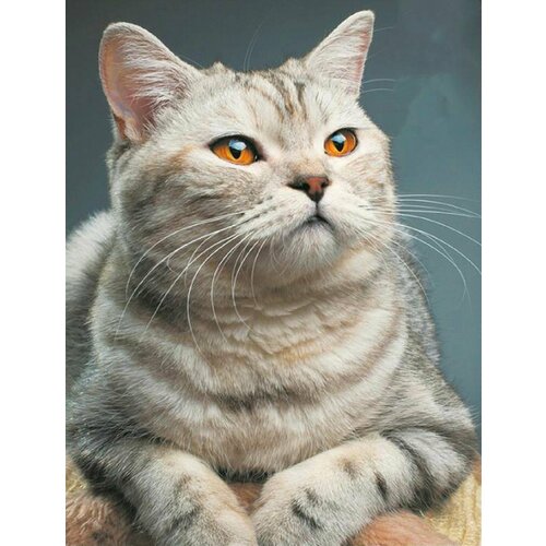 Алмазная мозаика. Картина стразами на подрамнике (размер 50х65 см, полная выкладка, круглые стразы) Кот