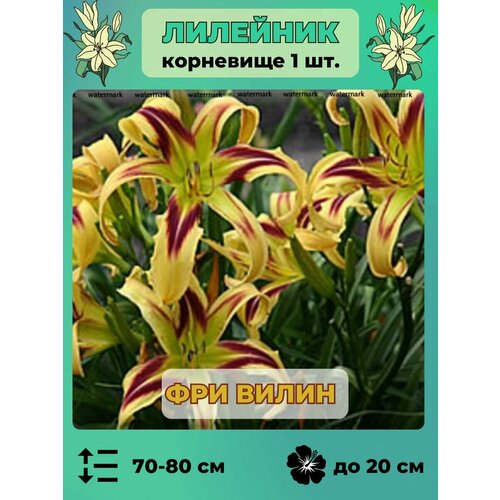 Лилейник корневище 1 шт травянистый многолетник 330₽