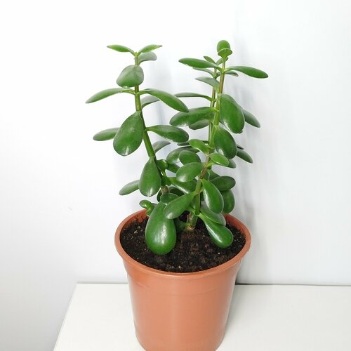 Крассула - денежное дерево