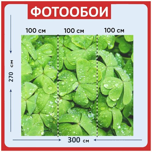 Фотообои Клевер зеленый мокрый 300x270 см флизелиновыена стену 2960₽