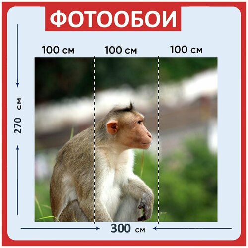 Фотообои Обезьяна крупным планом лангура серый лангур 300x270 см флизелиновыена стену 3970₽