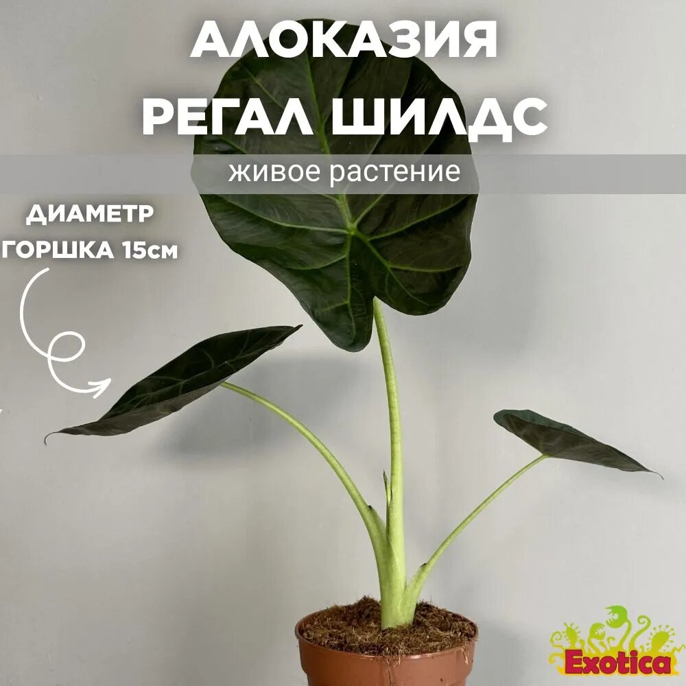 фото Алоказия Регал Шилдс (Alocasia Regal Shields) D15см