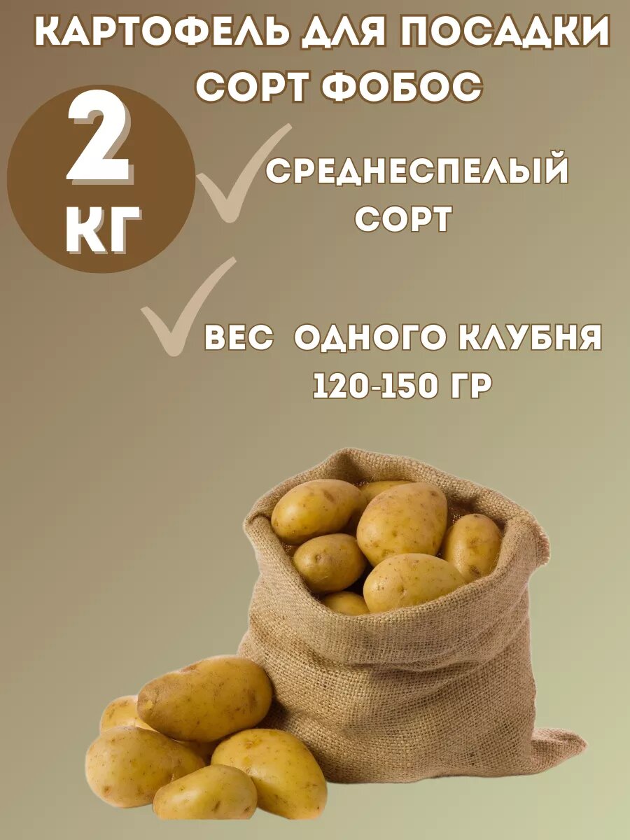 Картофель Семенной Фобос 2 кг