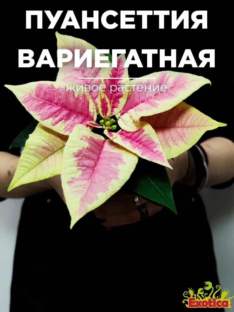 Пуансеттия Вариегатная Пинк (Poinsettia Pink Variegated) D6см растение в горшке