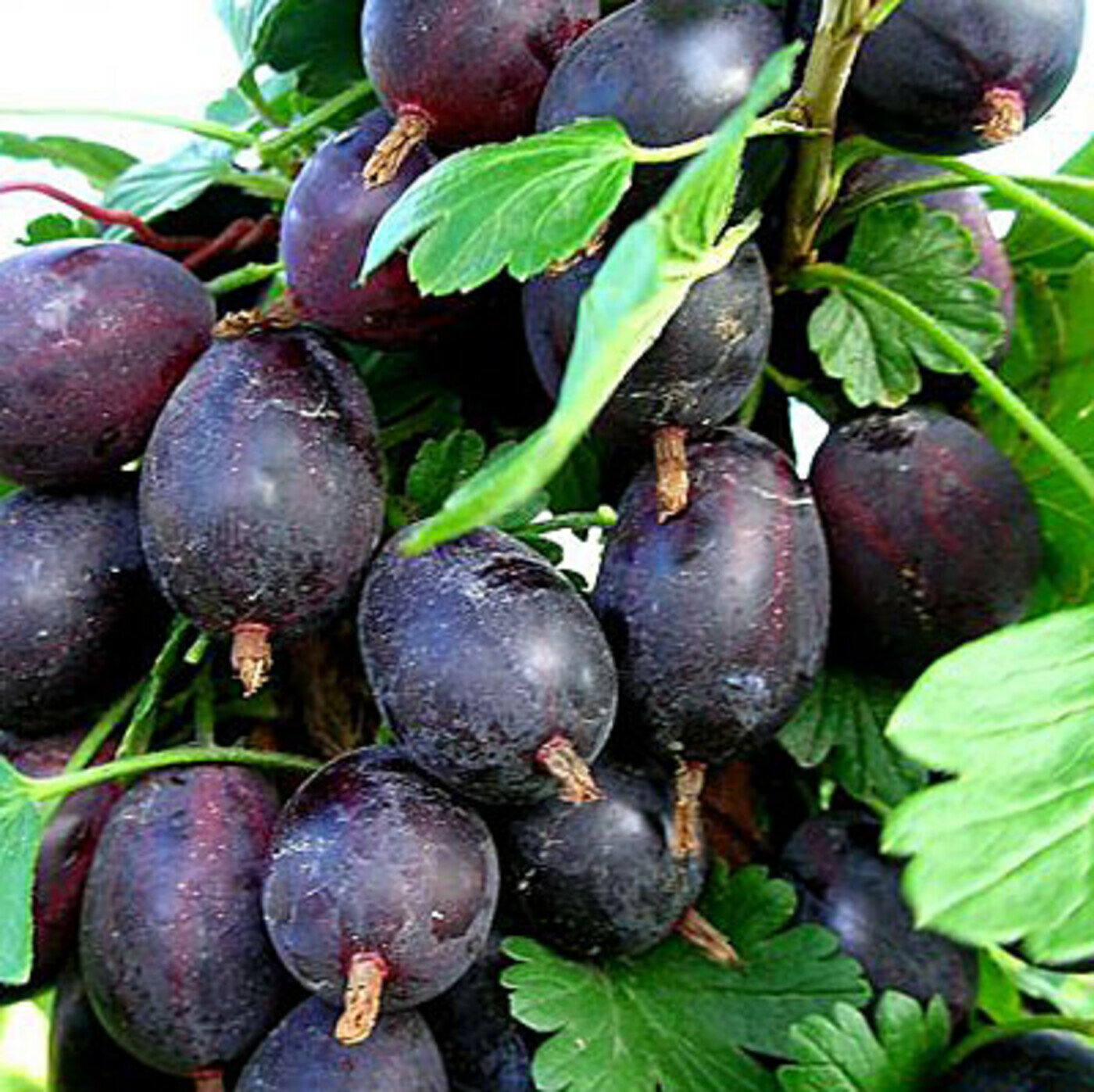 Крыжовник бесшипный Грушенька   1 шт  морозостойкий  высокоурожайный