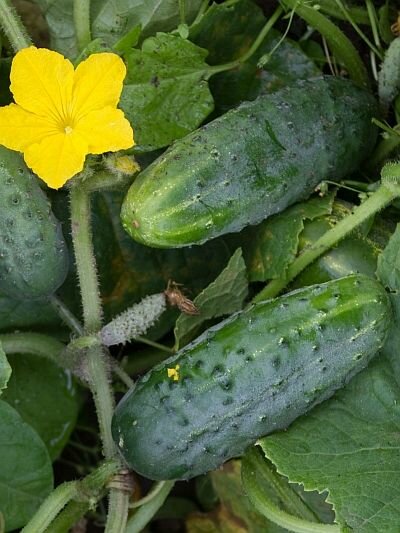 Коллекционные семена огурца Ласточка F1/