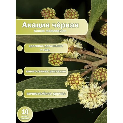 Акация черная (Acacia melanoxylon) семена 10 штук х 1 упаковка венчик дерево металл навеска apollo acacia acc 01