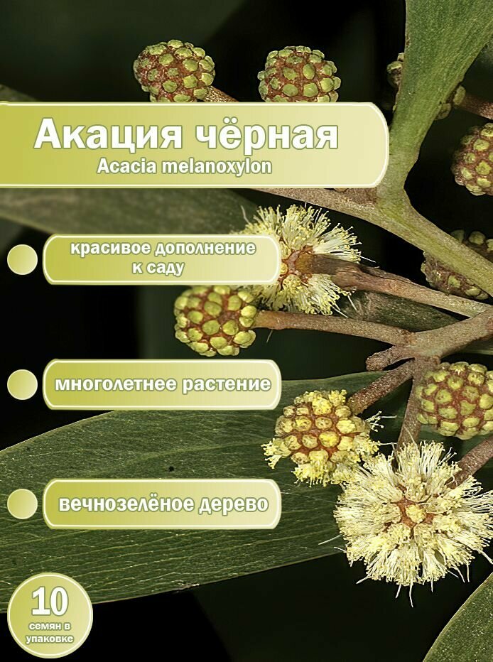 Акация черная (Acacia melanoxylon) семена 10 штук х 1 упаковка