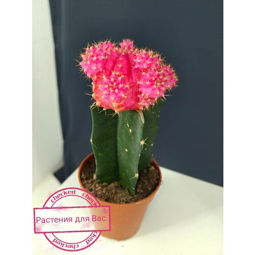 Гимнокалициум пинк