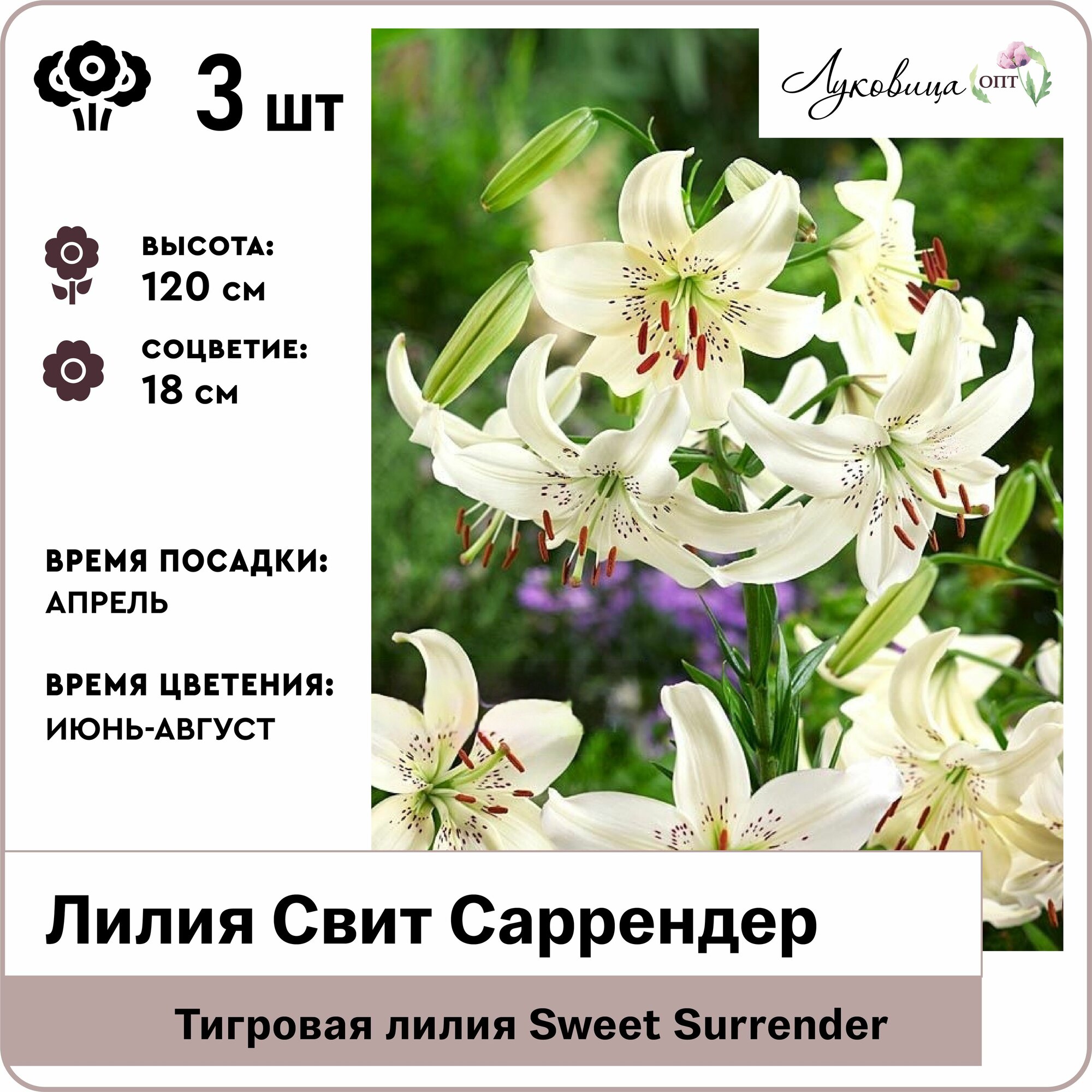 Лилия тигровая Свит Саррендер (Sweet Surrender) 12/14 луковицы 3шт Голландия