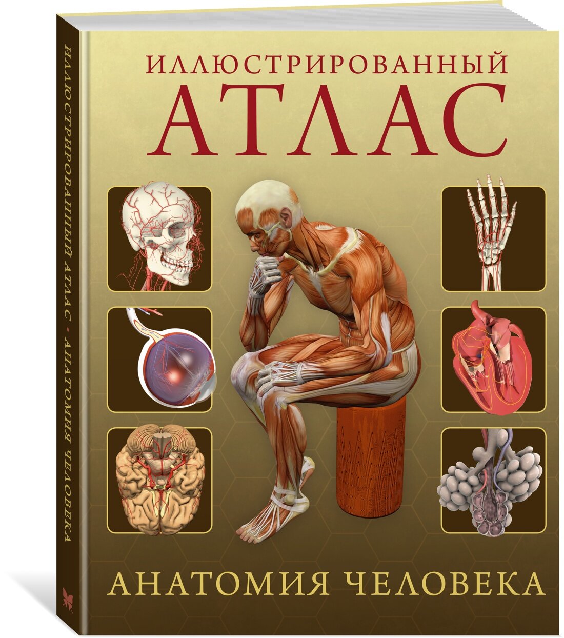 Иллюстрированный атлас. Анатомия человека - фото №1