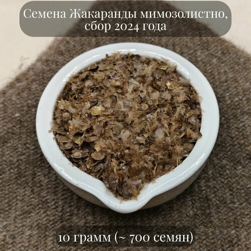 Семена Жакаранды мимозолистной комнатной бонсай 