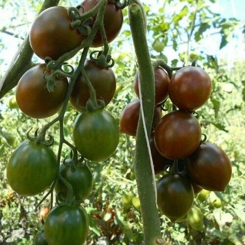 Томат Монисто изумрудное автор. (семена).