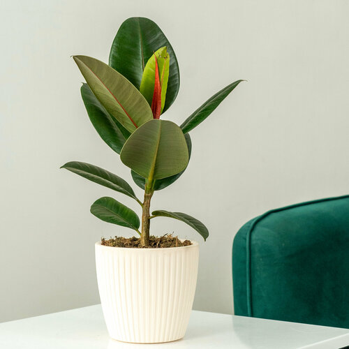 Растение Фикус Эластика в интерьерном кашпо