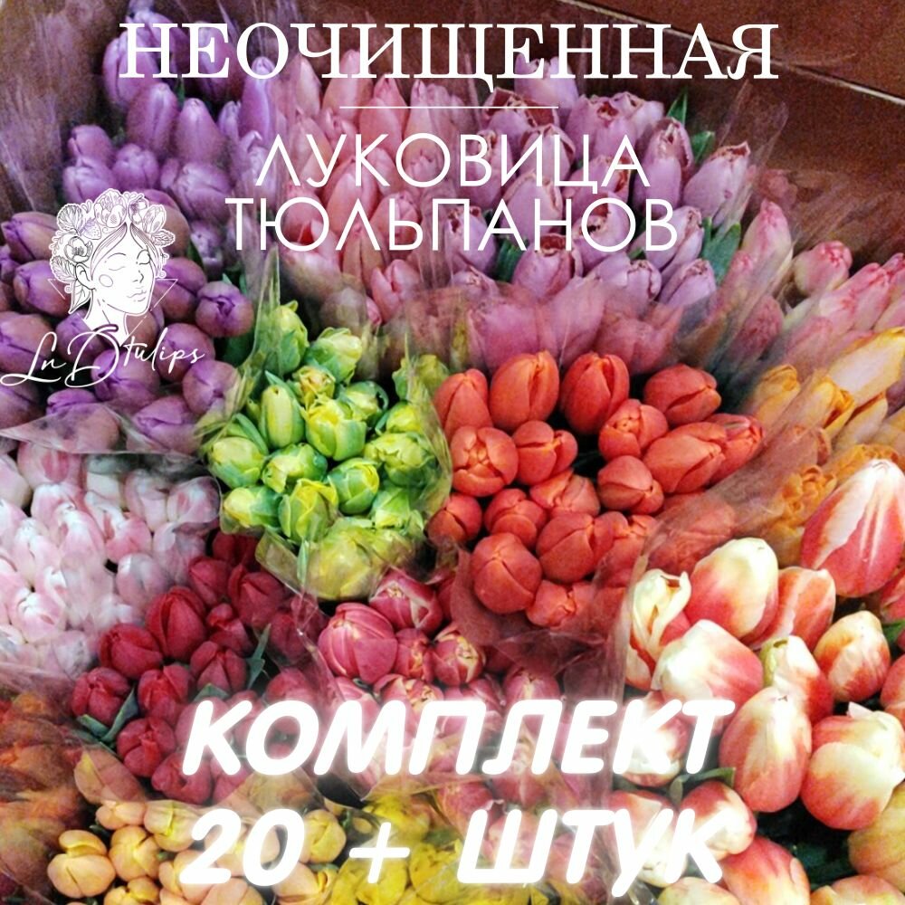 Луковицы тюльпанов 20 штук неочищенные