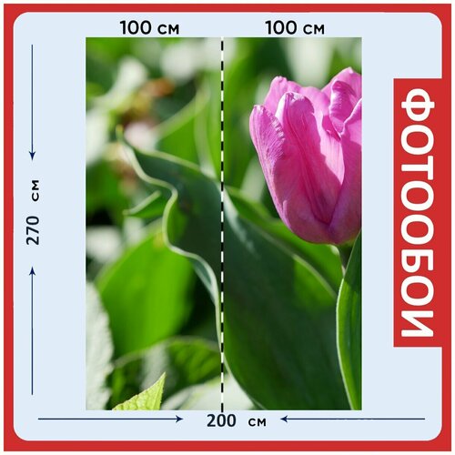 Фотообои Тюльпан фиолетовый весна 200x270 см флизелиновыена стену 2930₽