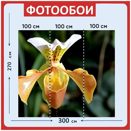 Фотообои Орхидея цвет желтый и бежевый растения 300x270 см флизелиновыена стену 3950₽