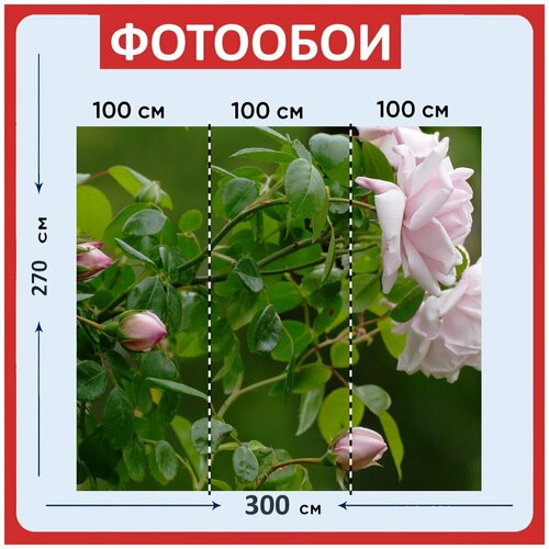 Фотообои Розовый куст свет розовый 300x270 см флизелиновыена стену 3970₽