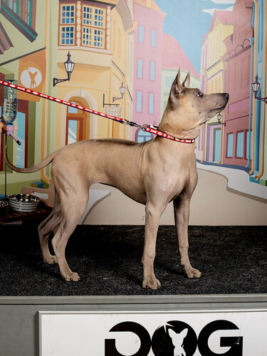 Изображение товара Поводок для собак Japan Premium Pet с накопительной флюоресценцией Хотару (Ночной светлячок), красный, размер M