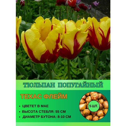 Тюльпан попугайный, луковицы 5 штук