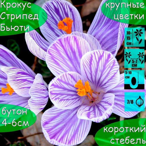 Крокус луковицы Стрипед Бьюти сиреневый 5шт разбор 7/8