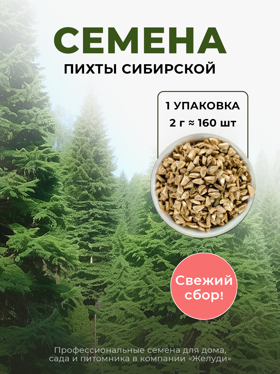 Семена Пихты сибирской 2 грамма (примерно 160 шт)