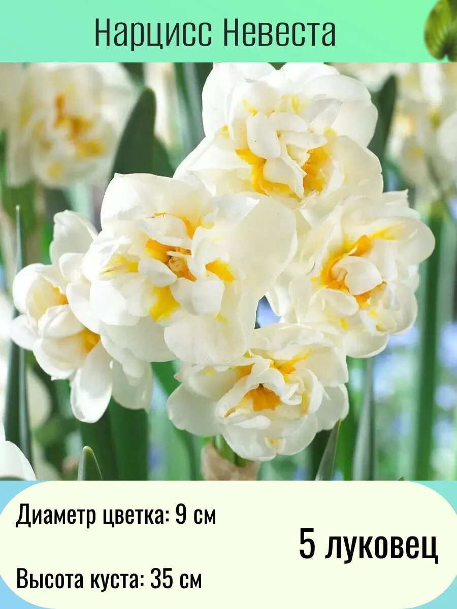 Нарцисс многолетние цветы луковицы 5 шт