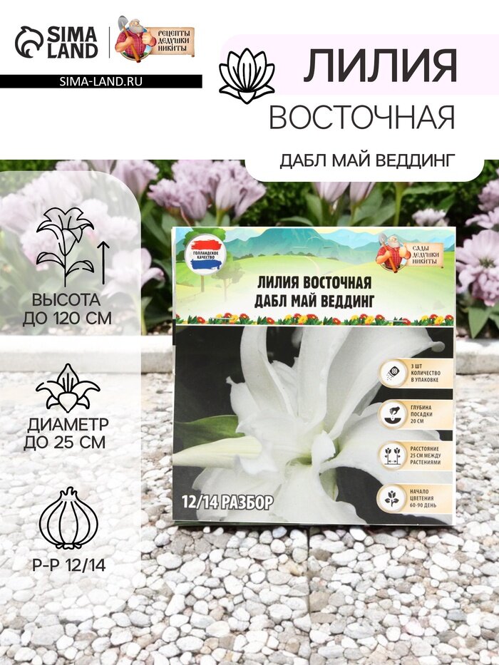 Лилия Восточная «Дабл Май Веддинг» луковица в пакете с перфорацией р-р 12/14 3 шт.