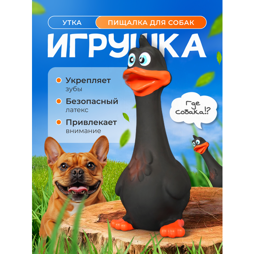 Игрушка для собак Веселая утка, грызунок с пищалкой, натуральный латекс, черная