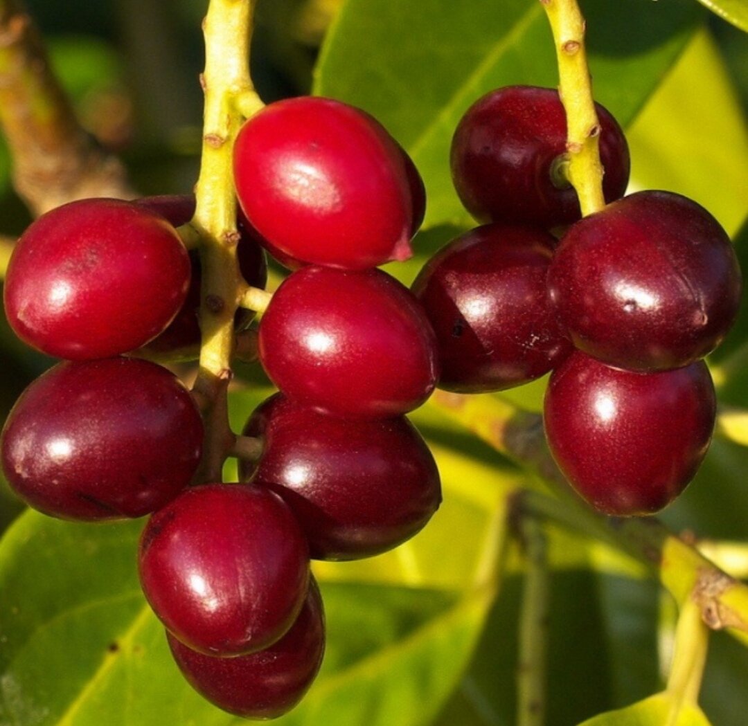 Лавровишня саженец