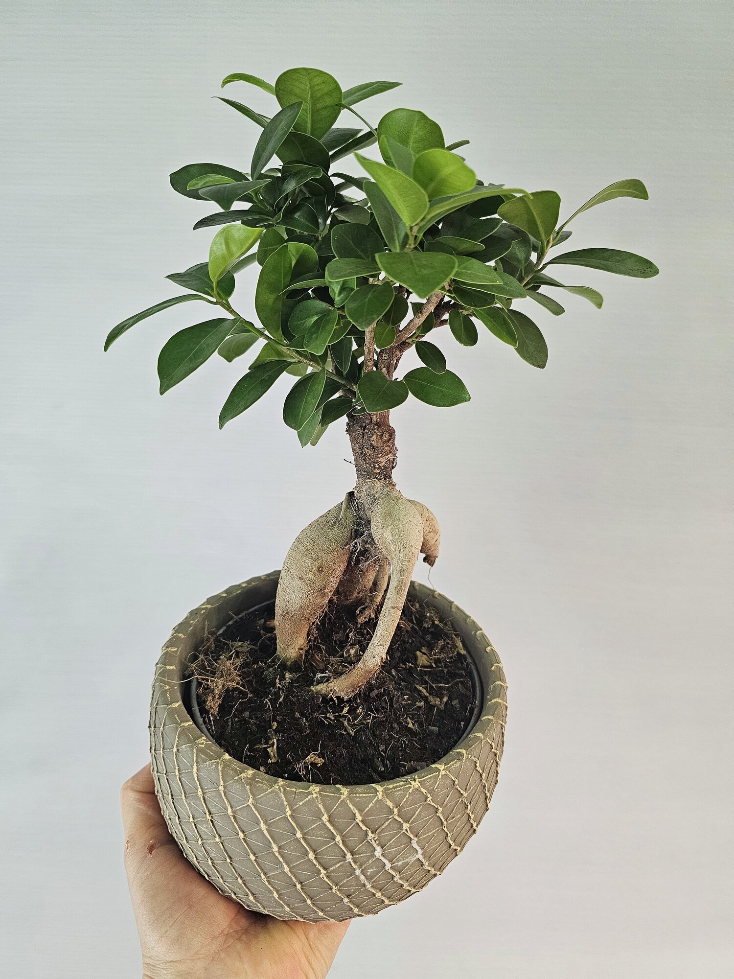 Фикус Гинсенг Ретуза в кашпо, бонсай, живое растение, диаметр кашпо 15 см — фото 1